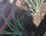 Foto del paso 2 de la receta: Sabores encontrados