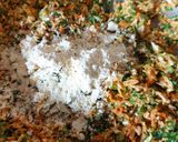 A picture of step 1 of Healthy MIX VEGETABLE PARATHA.