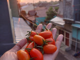Salad simple hasil panen kebun sendiri