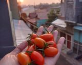 Foto langkah ke 2 dari resep Salad simple hasil panen kebun sendiri.