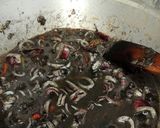 Foto langkah ke 3 dari resep Cumi hitam pedas.