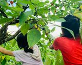 Hình bước làm 2 của món Vào bếp cùng con: thịt lợn gác bếp cuốn rau mọc ven đường Sải Duần, tươi xanh mơn mởn!