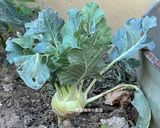 A picture of step 1 of Soy-Pickled Kohlrabi.