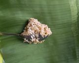 Foto langkah ke 6 dari resep Lapek Sagan Pisang Barangan.