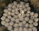 Foto langkah ke 7 dari resep Cimol anti meletup.