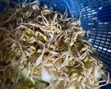 Foto langkah ke 1 dari resep Tumis Tahu Tauge Simple.