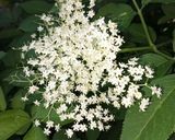 Bodzaszörp recept fázis 1 fotója