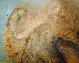 A picture of step 4 of Schezwan upma with veg bonda Manchurian.