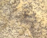 Une image de l'étape 2 de Crêpes aux graines de pavot.