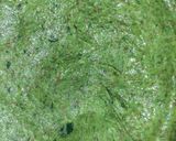 A picture of step 2 of Bathua paratha.