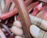 A picture of step 1 of Red ladies finger kurkure.