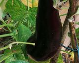 A picture of step 1 of Ratatouille.