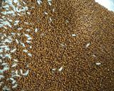 A picture of step 1 of Ragi Dosa Sandwich Pizza.