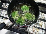Tempura carrot leaves