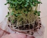 Foto del paso 15 de la receta: Brotes de lino 🌱 Germinación de semillas de lino marrón en germinador de arcilla 🌱