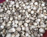 Hình bước làm 1 của món Nấm rơm xào thịt