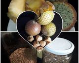Foto del paso 2 de la receta: Jugo de COPAO y Goldenberrie