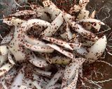 A picture of step 1 of Lebanese fresh Zaatar (thyme leaves) and sumac salad -perfect for bbq.