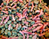 Foto del paso 2 de la receta: Habas tiernas con bacon