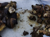 Escargot con macedonia de verduras