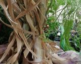 Une image de l'étape 6 de Aubergines façon estivale 🍆🍆.
