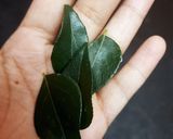 A picture of step 8 of Chatpati papdi.