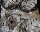 Foto langkah ke 12 dari resep Dark Chocolate Brownie Soft Sourdough Bread (Liquid Starter).