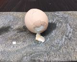A picture of step 2 of Trick: How to peel a hard boiled egg.
