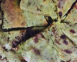 صورة لخطوة 24 من وصفة المسخن الاردني بالصور 😍😋😍😋