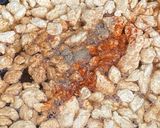 Une image de l'étape 1 de Protéines de soja texturé sautées.