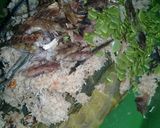 Foto langkah ke 3 dari resep Bothok lumbu.