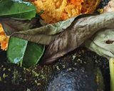 Foto langkah ke 2 dari resep 33. Ikan Patin Kuah Pedas Kemangi.