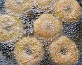 Foto langkah ke 6 dari resep Donat Pisang (Pisang goreng wijen).