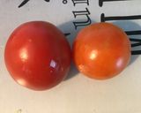 Une image de l'étape 4 de Salade de concombre, tomates, anchois,thon et scarole.