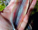 Foto del paso 7 de la receta: Boquerones marinados en sal granulada picante