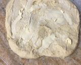 Foto del paso 6 de la receta: Rosca rellena con masa de Osvaldo Gross