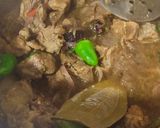 A picture of step 3 of Deghi mutton yakhni pulao 😋.