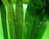Foto langkah ke 6 dari resep Sayur Sereh Kunyit Geprek (khas lubuk Linggau).