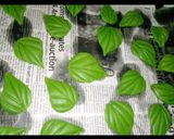 Maize cookiesmatakin girki4 hoto