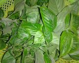 Hình bước làm 1 của món Xôi lá cẩm