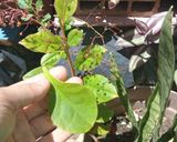 Foto del paso 2 de la receta: Ensalada de talinum