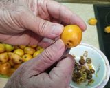 Φωτογραφία βήματος 1 της συνταγής Πικάντικη μαρμελάδα από μούσμουλα