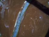 Dulce de leche casero