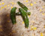 Foto del paso 4 de la receta: Frijoles garibaldi