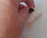 Foto del paso 1 de la receta: Cocochas de bacalao al ajillo