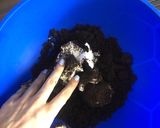 Foto del paso 2 de la receta: Trufas de oreo
