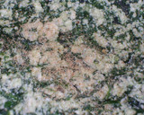 Foto del paso 7 de la receta: Conchiglioni rellenos
