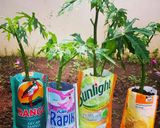Foto langkah ke 1 dari resep Daun Pepaya Jepang kuah kuning.