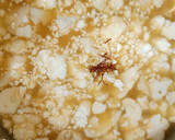 Foto del paso 4 de la receta: Crema de coliflor, con langostinos y azafrán
