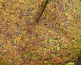 A picture of step 2 of Kuku Sabzi (vegetable kuku).